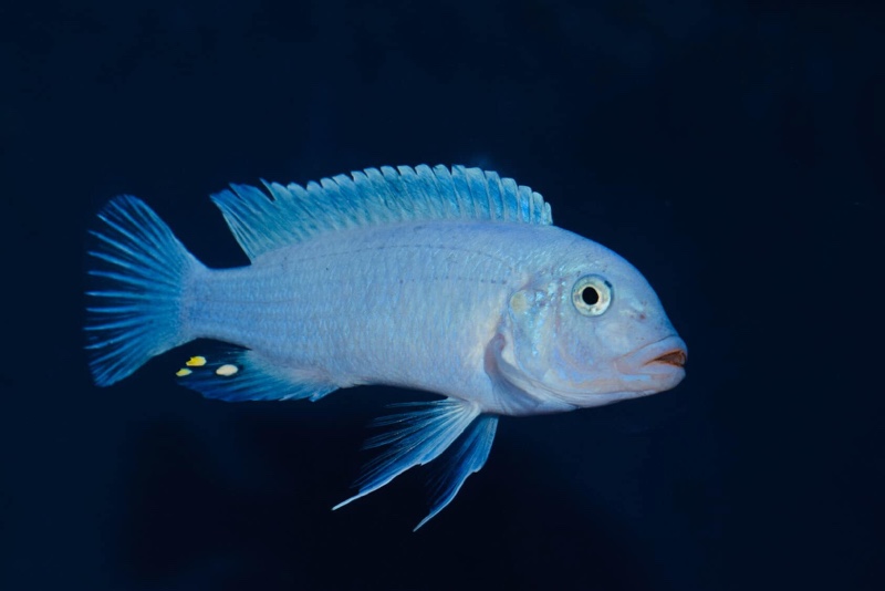 Maylandia callainos 'Chidunga Rocks'